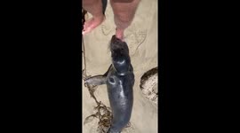 Elephant seal pup says hello to my foot