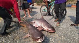 Locals take part in bizarre fishing race in northern Thailand
