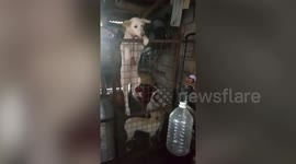 Determined pet dog struggles to climb fence before finally escaping to play outside