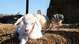 A baby emu, goat, and goose have become the best of friends
