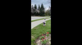 Here comes Peter Cottontail & the Easter doxie