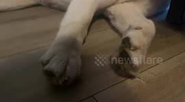 Sleeping Husky Reacts To Being Filmed