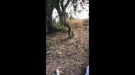I spot a huge fight! Big male leopard retaliates when he finds intruder near food at Kruger National Park