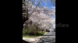 Maryland comes alive with beautiful cherry blossoms