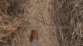 footsteps on the grass