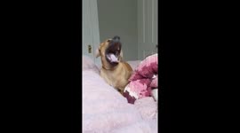 Montage show how dog's dramatic yawn sounds like a scream