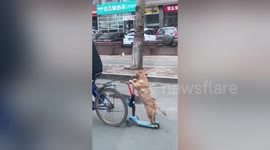 Dog balances on scooter attached to owner's bike as they ride through Chinese street