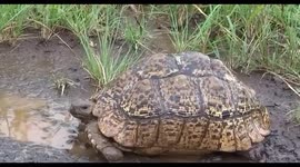 Tortoise in South Africa spotted squirting water out of nostrils