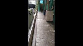 My 2 Months Black Great Dane Puppy Running And Playing With My Dad