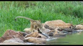 Cute Lion cub crossing the Sand River in Kruger park to reunite with the pride