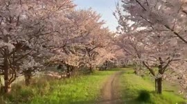 Japan: Cherry Blossoms In Full Bloom Across Nation 2