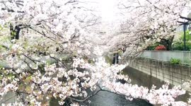 Japan: Cherry Blossoms In Full Bloom Across Nation 3
