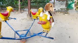 This adorable footage shows a cute beagle puppy enjoying a ride on a playground merry go round