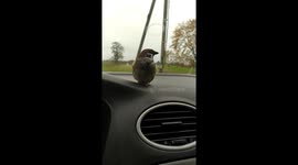 This sparrow was rescued from the cat's paws when it was small. He now grew up and became a member of our family.