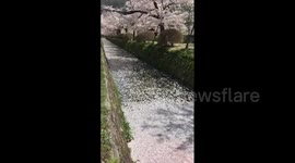 Japan: Cherry Blossoms In Full Bloom Across Nation 4
