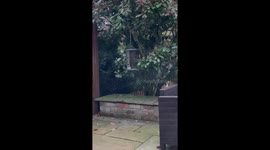 Mouse stealing from bird feeder