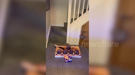 Man creates ultimate Easter dessert dubbed 'Easter scotch egg' with layers of chocolate and 1,600 calorific treat is almost as much as daily allowance