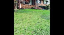 Tree Down from Tornado Storm