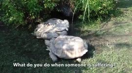 What a tortoise can do  to each other when they find themselves  in distress