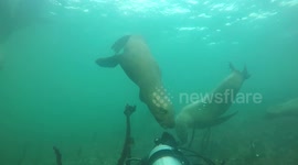 Diver gets head bitten by sea lion in Canada's cold Pacific ocean
