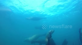Herd of sea lions swarming around SCUBA divers in Canada's cold Pacific ocean