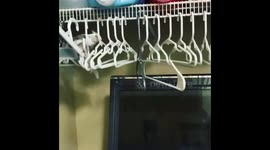 Cockatiel treats hangers like a jungle gym climbing across like a ninja warrior