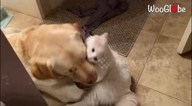 '5-Star Wrestling Match between a Cat & Dog Caught on Camera '
