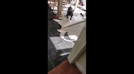 'French Bulldog Destroys Kitchen Floor in Owner's Absence'