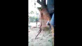 A funny video about climbing a tree-