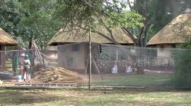 Skilled workers thatching a rondavel in Kruger National Park