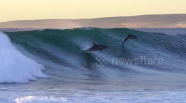 Stunning footage of dolphin mother and calf surfing a huge wave together
