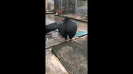 The bird spread its wings to prevent the man from taking pictures