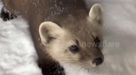 Rare visit by endangered animal: Newfoundland Pine Marten pup