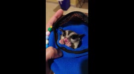 A cute sugar glider enjoying his treat inside his pouch