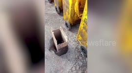 Kind woman saves three newborn kittens found inside a box abandoned at a dumpsite