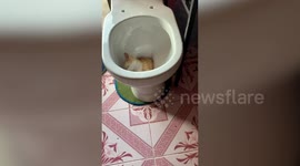 Hilarious pet cat found sleeping inside toilet bowl in Indonesia