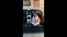 Bulldog Gets Offended By Gas Mask.