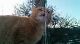 Thirsty cat drinking water directly from the pipes