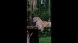 Florida Panther in a Zoo