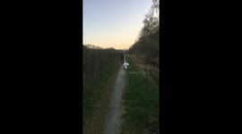 Funny! Angry swan attacks two laughing joggers