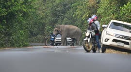Moment wild elephant approaches man on road in Thailand