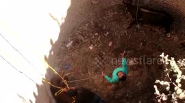 Locals rescue two bulls from 30ft-deep well in central India