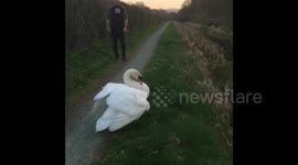 Angry and funny swan attacks two joggers in Wales, UK