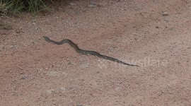 A beautiful African Rock Python crossing the road - tongue flicking