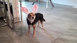 There is nothing better than a dog dressed as an Easter bunny