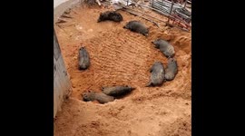 Group of wild boar spotted sleeping at construction site in Hong Kong