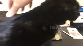 Beauty wants a massage while owner works