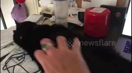 My cat Beauty on laptop while getting a massage