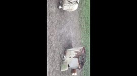 Pomeranian Rounding up the sheep