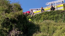 Fire Brigade in Glasgow rescue a dog from a 50ft fall